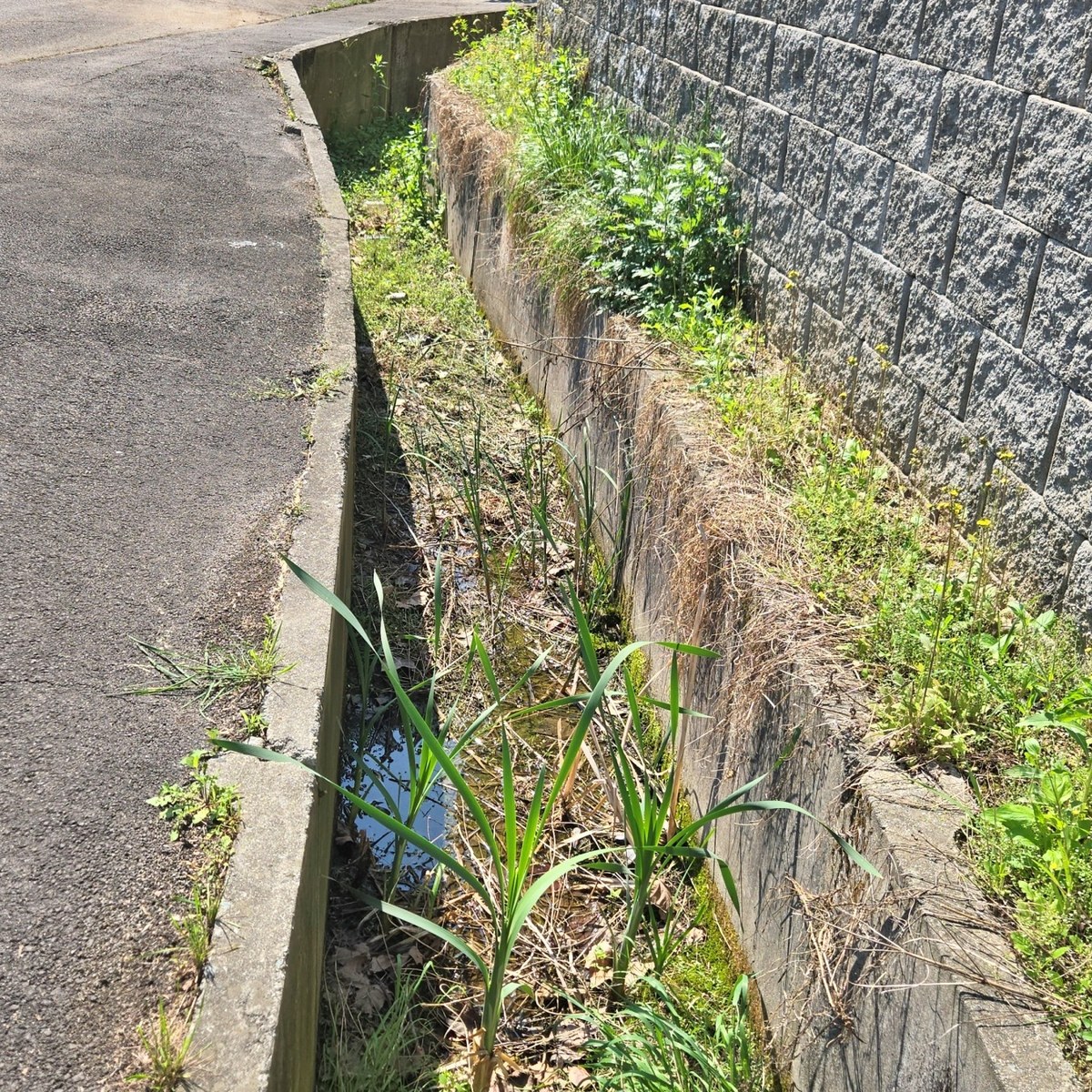 용인 기흥동 우수관막힘 배수로 물고임 현장