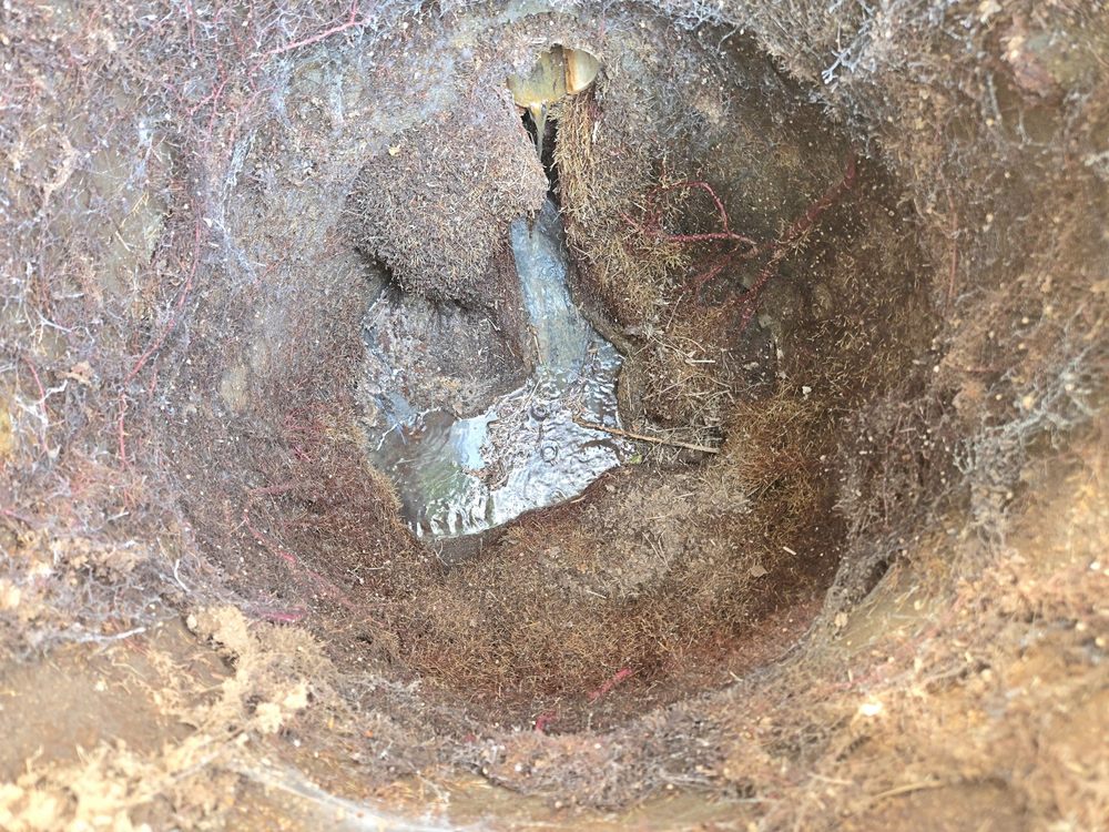 오수관 입구 주변에 뿌리가 촘촘히 얽혀 있는 상태